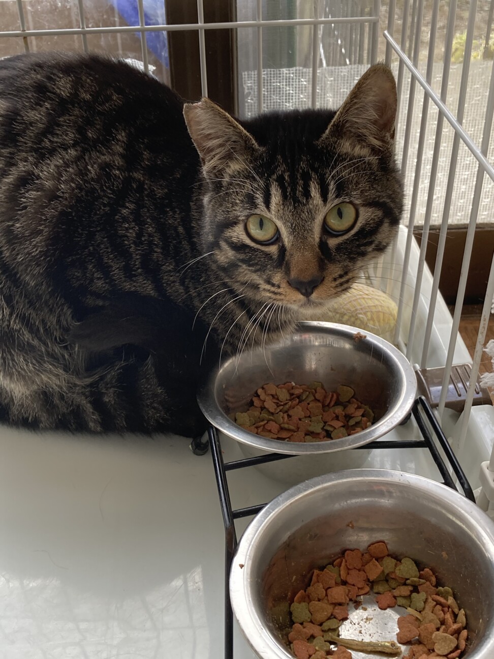 シマシマキジトラ♡しまじろう君 サムネイル3