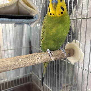 セキセイインコ オス 人懐っこいです