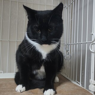 ３／２３譲渡会参加★可愛い柄の黒白猫、ゴア