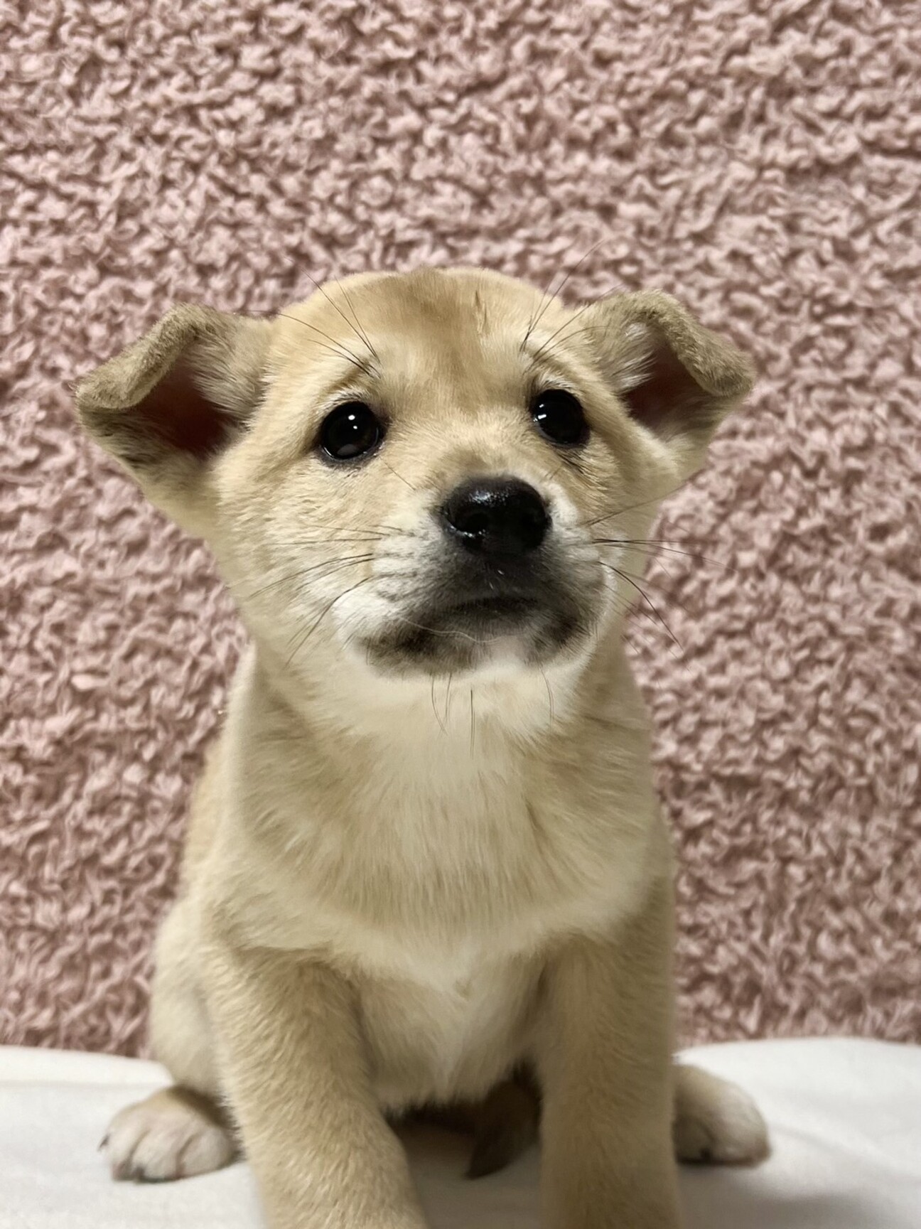 保健所レスキュー】人懐」香川県 - 犬の里親募集(511360) :: ペット