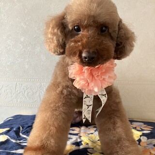 甘えん坊のチャム君⭐︎イケメントイプードル