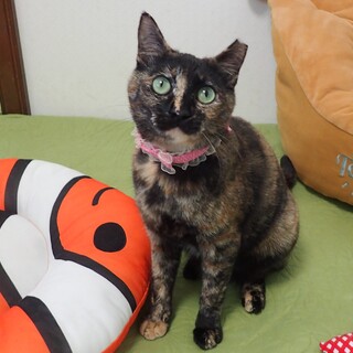 【2/22東銀座】まりもちゃん★8カ月♪