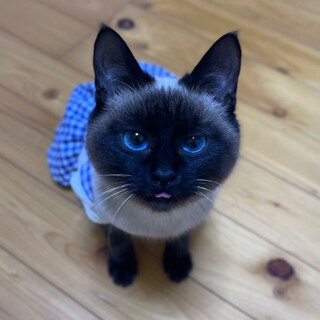 舌ペロ☆青い目のラムちゃん（白血病キャリア）