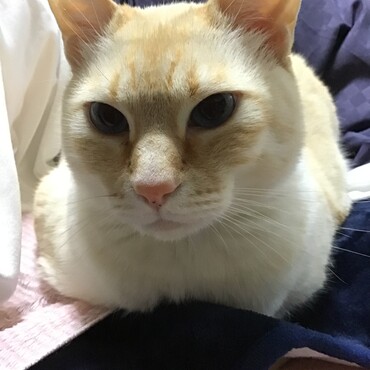 おづのくん、僕もパパッチの膝の上がいちばん好きなんだ！一緒だね！！