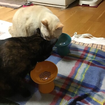 2月22日今日は猫の日、僕たち私たちの日よね！