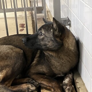 殺処分対象❗️収容期限2/27迄❗️延長なし