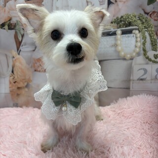 マル×ヨーキー　女の子　推定2歳　モリーちゃん