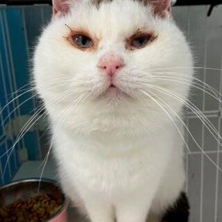 元飼い猫 処分対象　6歳位 可愛い動画あり