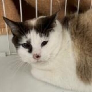 元飼い猫　2匹持ち込み　処分対象　6歳位