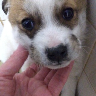 緊急！生後1ケ月の可愛い子犬　2月27日迄