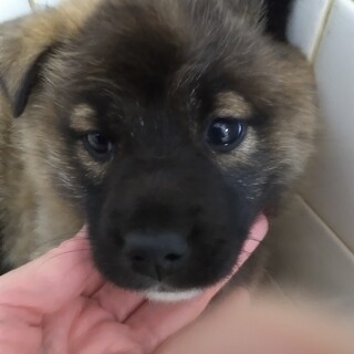 緊急！生後1ケ月の可愛い子犬　2月27日迄