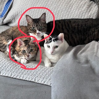 ミックスのねこちゃん姉妹