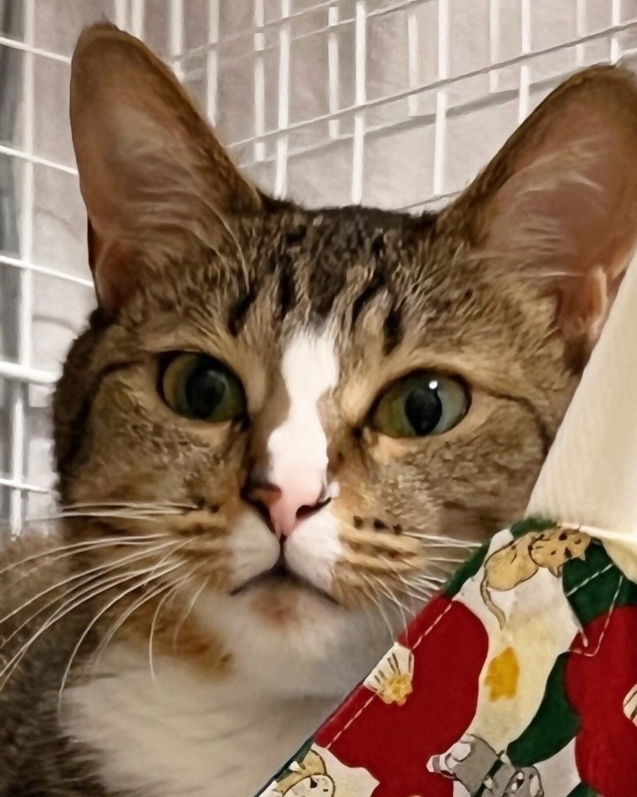 キジ白猫の華ちゃん（相模」神奈川県 - 猫の里親募集(511382