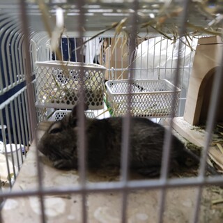 デグーの里親募集