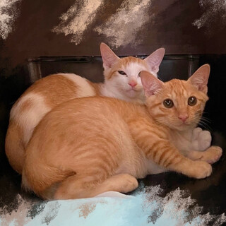 ちゃお君