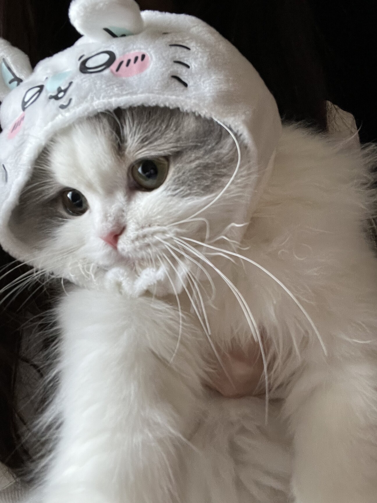 プロフ画像の子猫里親募集中です✨譲渡 1777478.jpeg