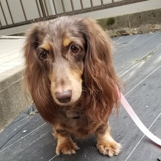 ダックスの女の子