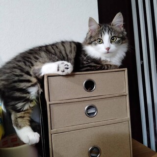 ふわもこ可愛いキャビアちゃん❤️