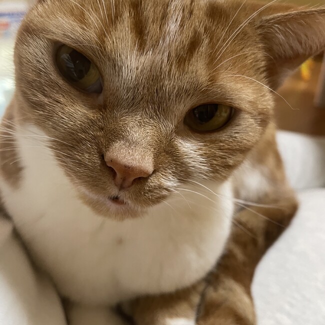 Eri-Saのカバー写真