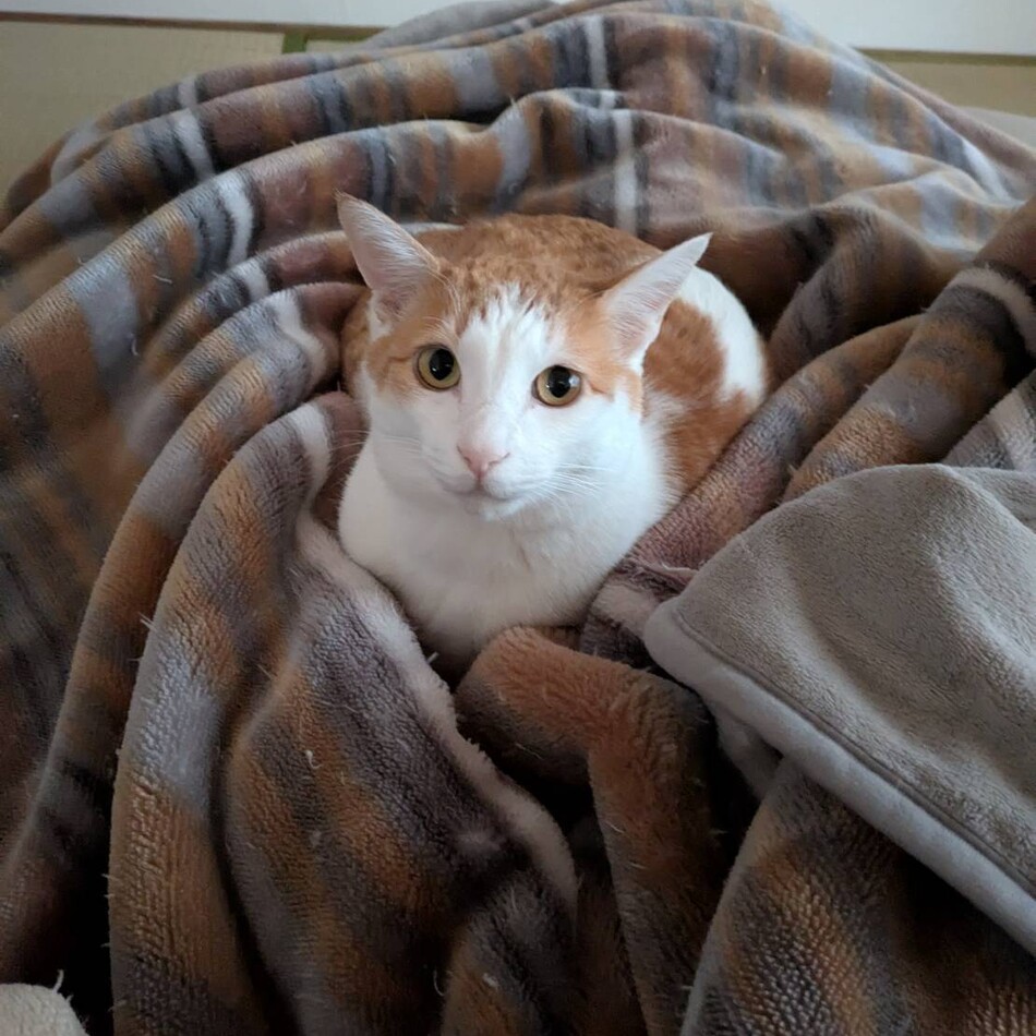 テディーのカバー写真