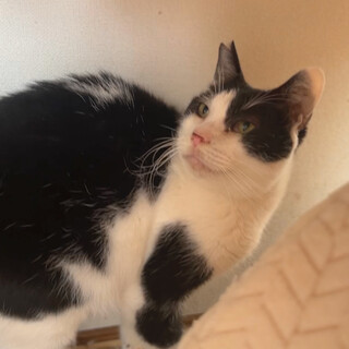 穏やかでもちふわの男の子