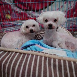 アニ森　わんこ譲渡会 サムネイル3