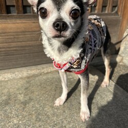 アニ森　わんこ譲渡会 サムネイル2