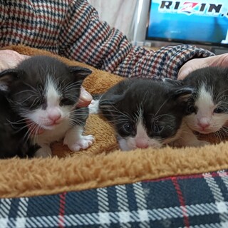 【子猫のみ里親募集します】親子の猫を保護しました