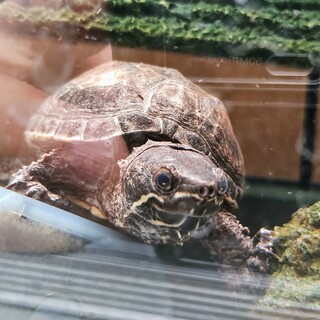 ミシシッピニオイガメ２匹の里親募集