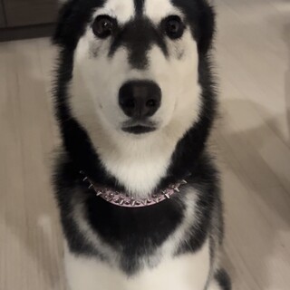 シベリアンハスキー11ヶ月男の子