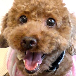 人懐こく元気いっぱいのプードル、プリくん♪