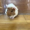 モルモット赤ちゃん（決定） サムネイル3