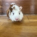 モルモットの赤ちゃん（決定）