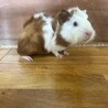 モルモットの赤ちゃん（決定） サムネイル2