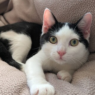 人懐っこいハチワレの男の子猫‼️