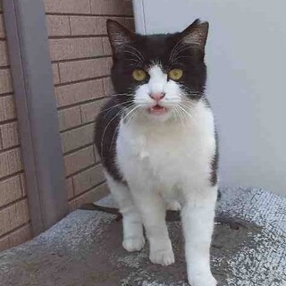 人懐っこい約1歳のハチワレの女の子‼️