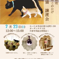 秘密結社ねこのひげ♡保護猫譲渡会