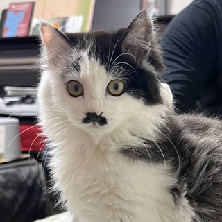 リッチな長毛プリンちゃん！