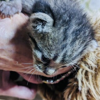 生後２週間の子猫