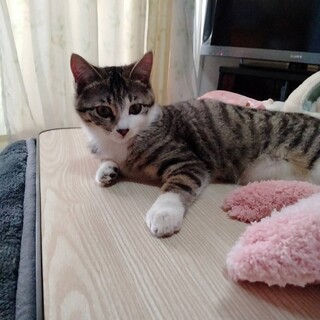 可愛いキジ白のゴマちゃん！