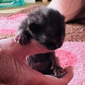 生後１週間の子猫