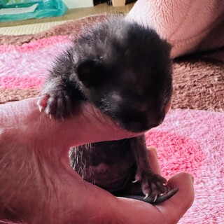 生後１週間の子猫