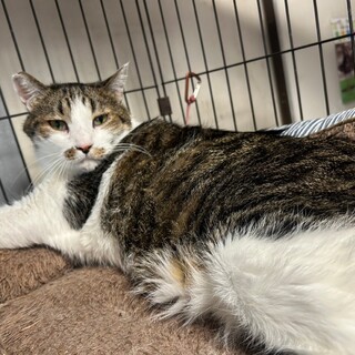 食いしん坊のゴン太★