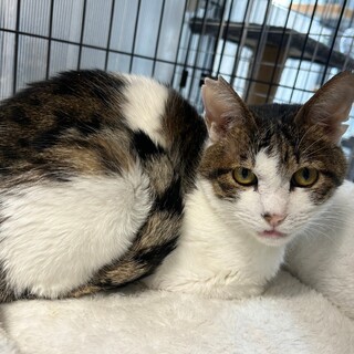 甘えん坊のチビ★