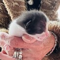 生後１週間の子猫