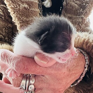 生後１週間の子猫