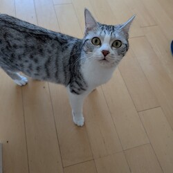 ねこの譲渡会inもりやま犬と猫の病院 サムネイル2