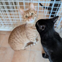 ねこの譲渡会inもりやま犬と猫の病院 サムネイル3