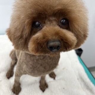 ジャスミンちゃん(トライアル中）