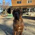 土佐犬の里親を探しています！